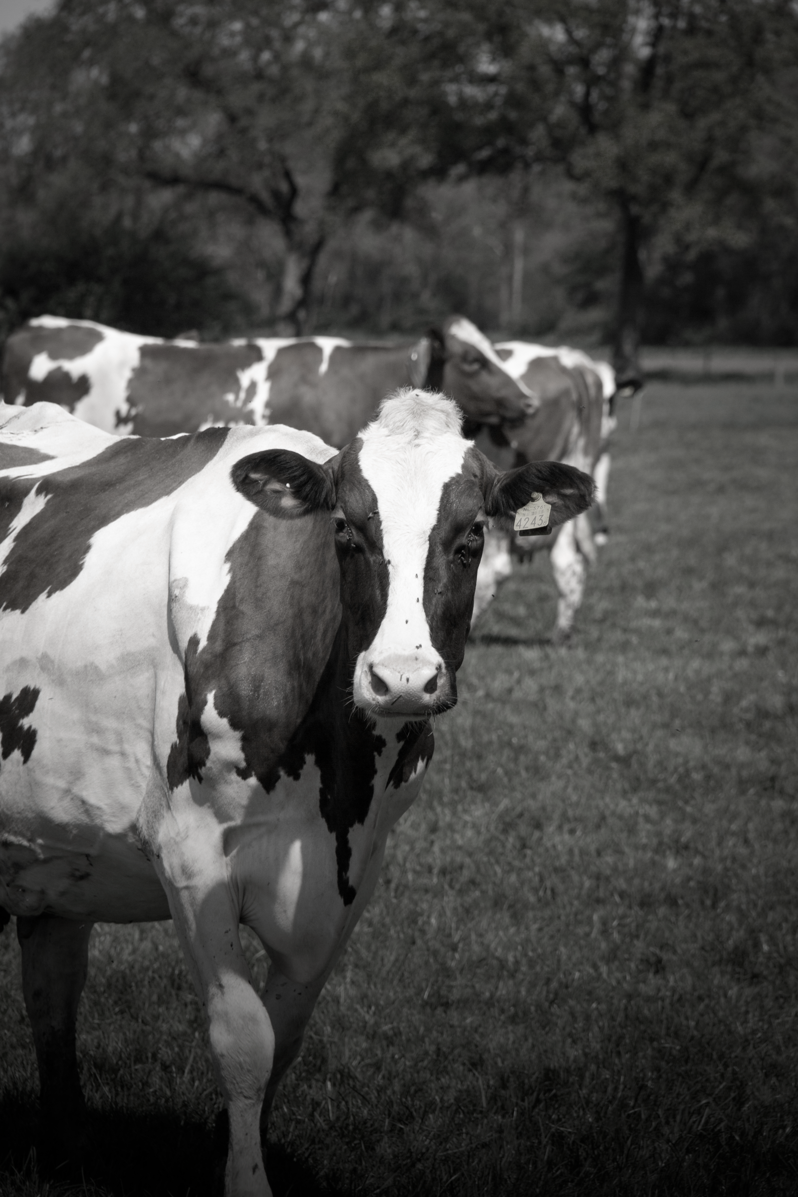 Cow Black/White